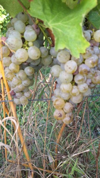 vendanges_2024