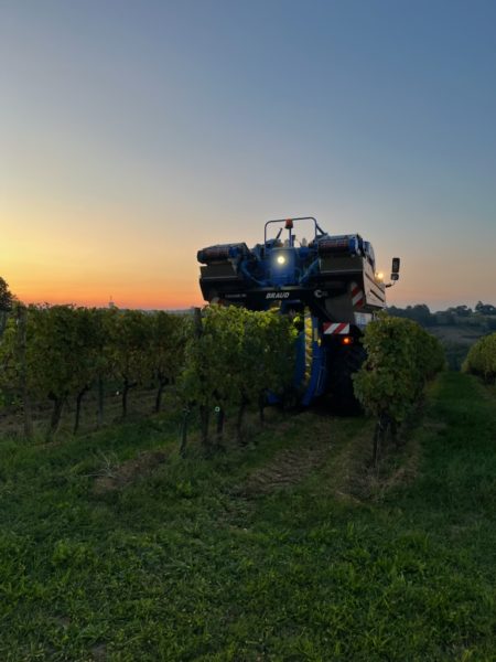 Début des vendanges 2024 le 17 septembre. Sémillon et sauvignon blanc 