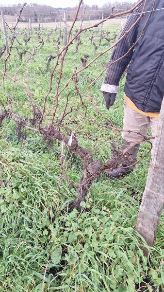 taille-vigne