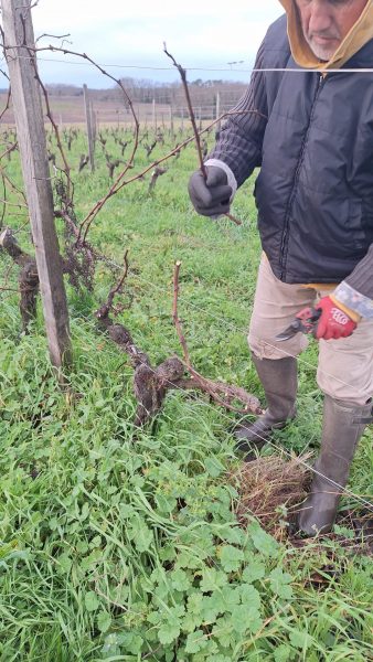 taille-vigne